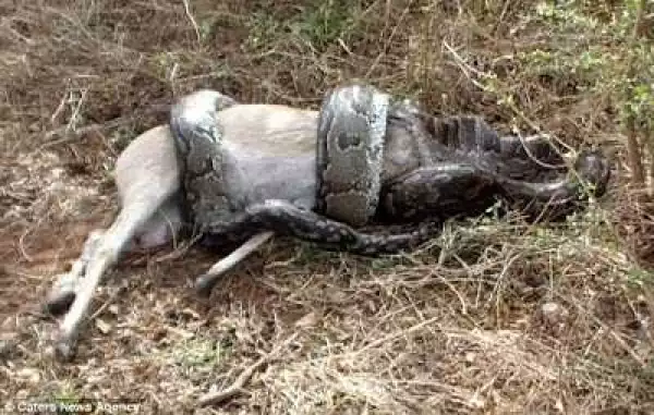 Imagine This! Dead Antelope Attacks And Impales Python Feasting On Its Flesh - Photos